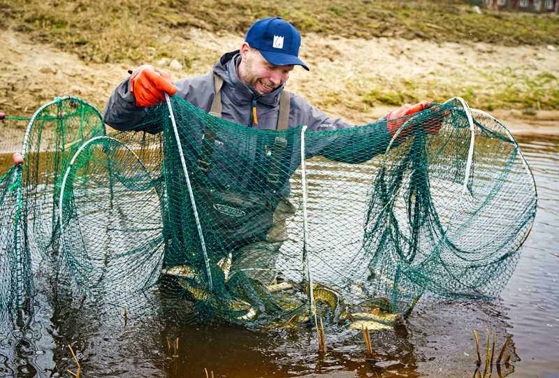 pikey-in-the-net-800