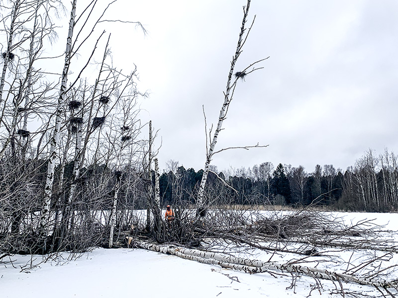 Nu blir det verkstad – Sportfiskarna river skarvkoloni