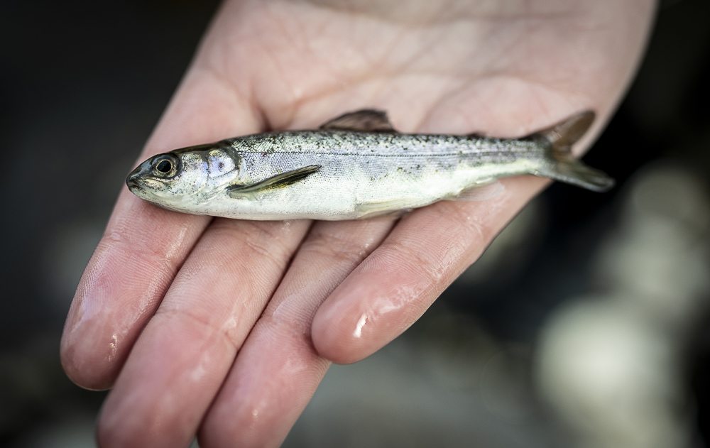 Varning för gyro: heads-up till dig som fiskar i våra västsvenska älvar