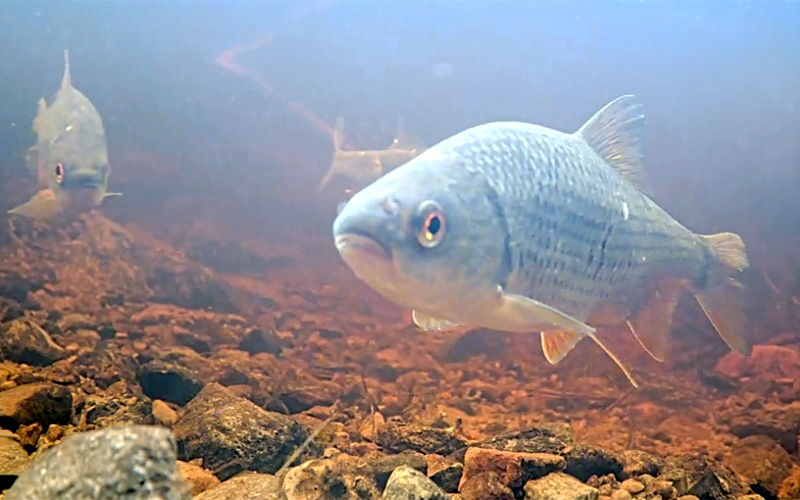 Kusten klar – nu hittar fisken fram igen tack vare Sportfiskarna!