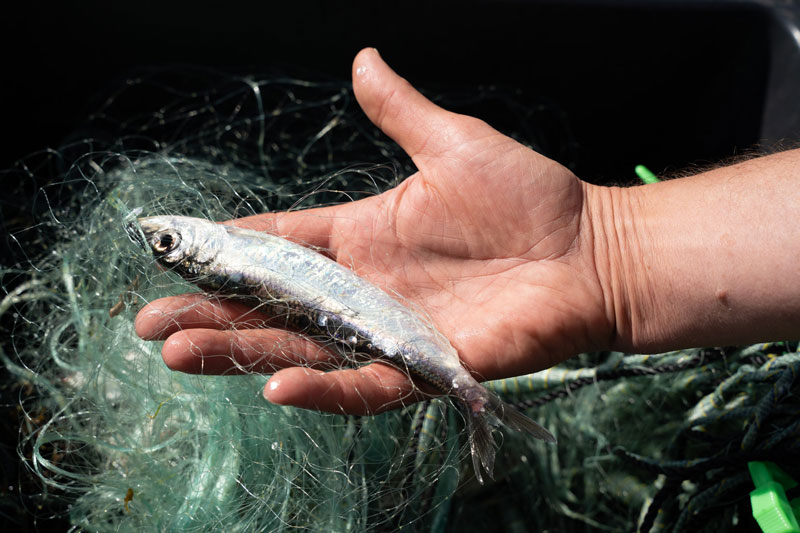 Dystra och oroande besked i råden för 2025 års fiskekvoter i Östersjön