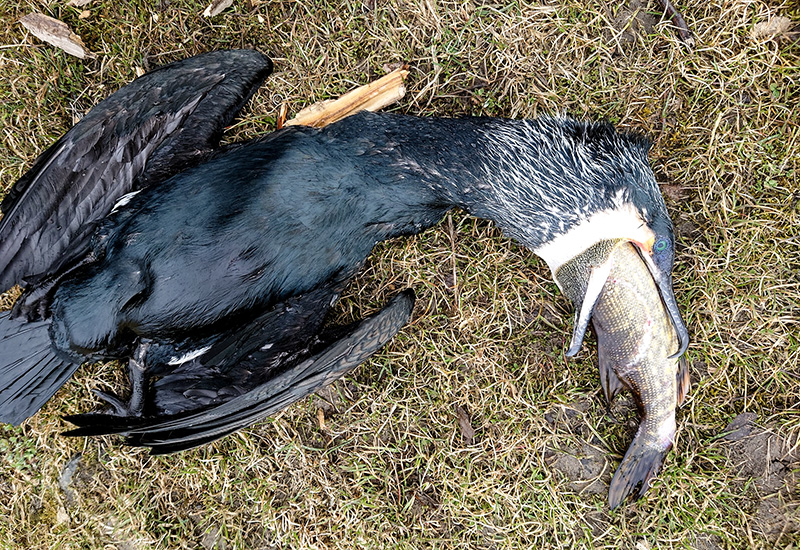 Flera aktörer i öppet brev till Länsstyrelsen: Ni måste agera kring skarven nu!