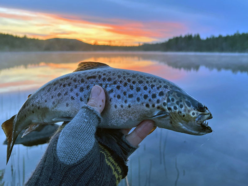 Sportfiskarna söker ambassadörer till Härjedalsfisket