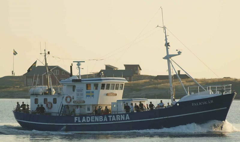 FalkskÑr-II_800