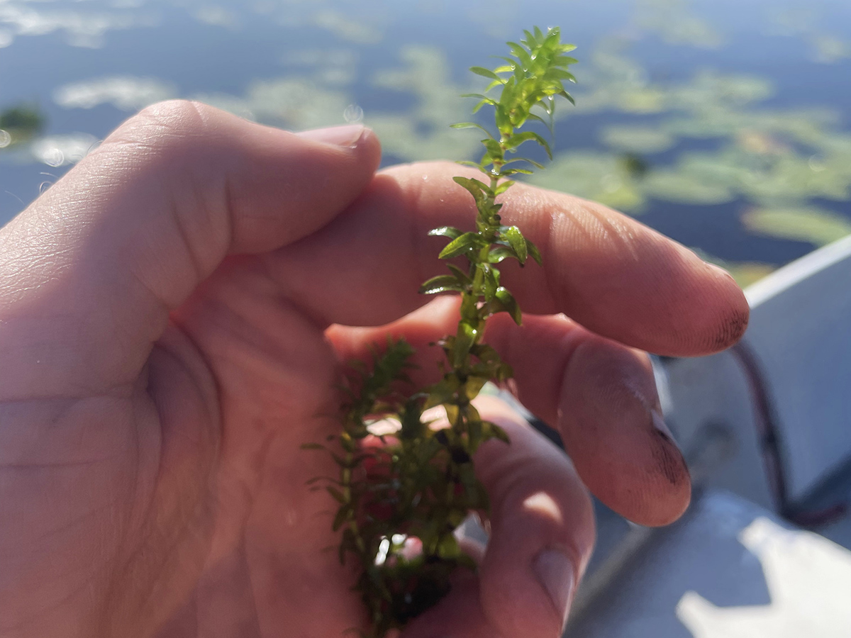 Kamp mot vattenpest i Värmland