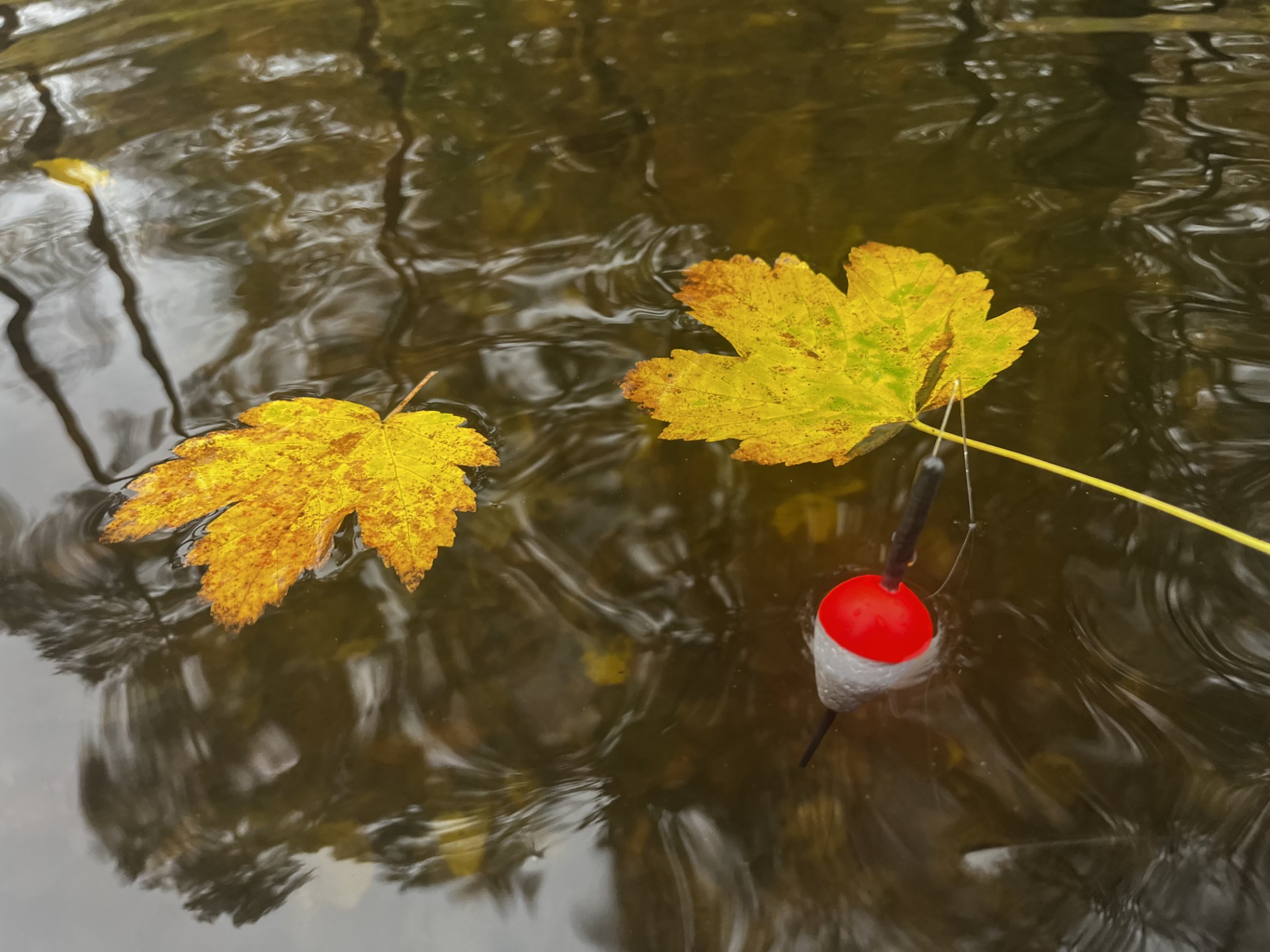 Följ med ut på fiske i Höst i Göteborg