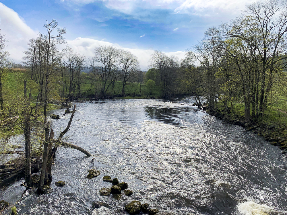 Ansök om att få fiska lax i Säveån