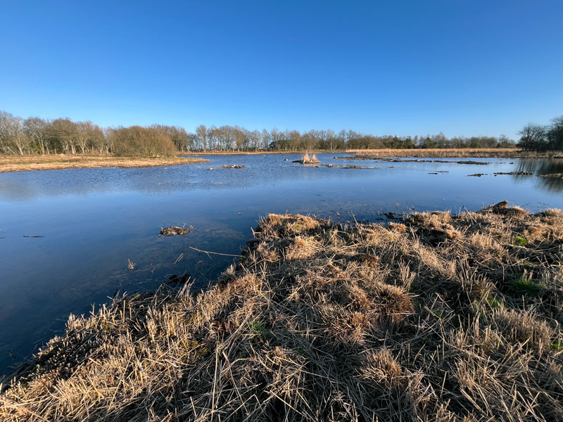 Nu gynnas kustgäddan - tre nya våtmarksåtgärder på Öland
