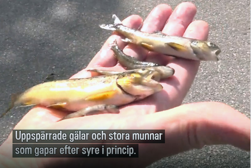 Tusentals laxar och öringar döda i Bölarpsån i Veinge