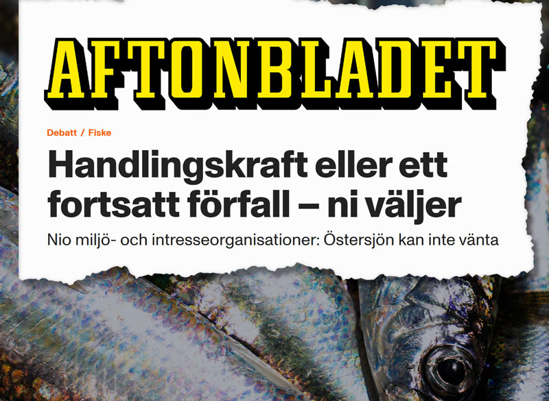 Debattare-strömming-...