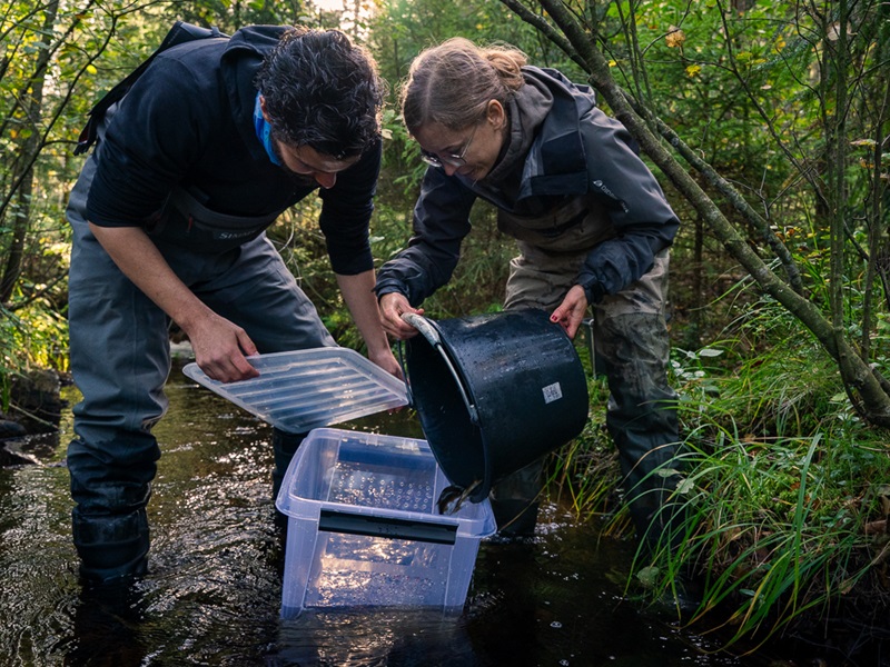 Sportfiskarna söker fiskevårdare till Värmland 
