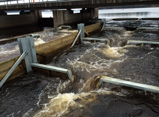 Vattenfall förbättrade fiskväg i Dalälven