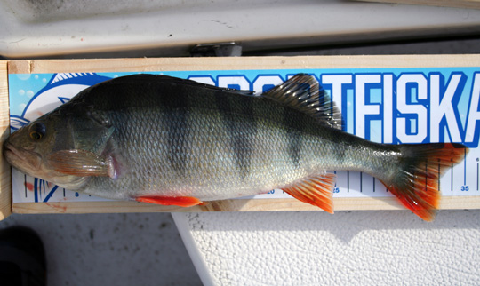 Svårt fiske på tävlingen Abborre