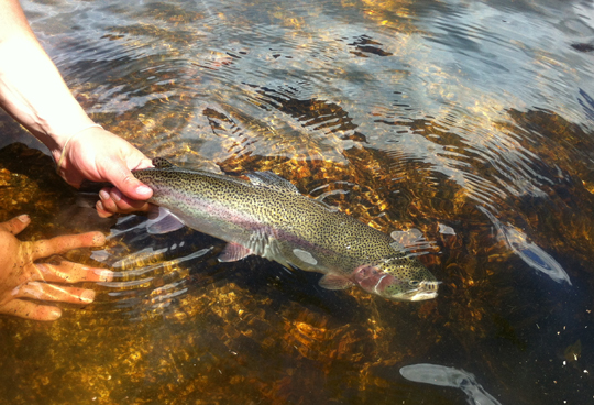 Fiskutsättningar i många av Sportfiskarnas vatten