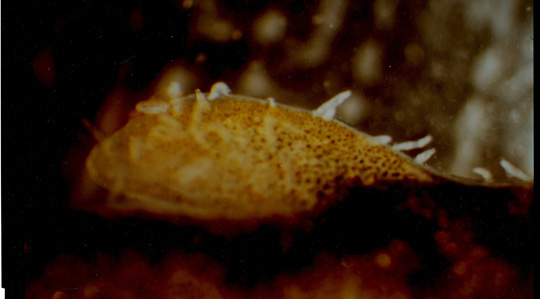 Säveån återigen smittad av Gyrodactylus salaris