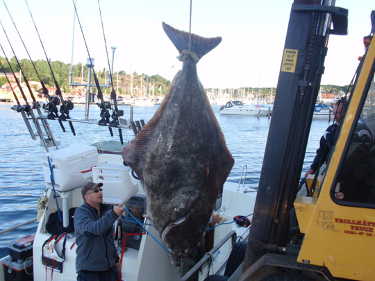 Svensk hälleflundra på 111,3kg spöfångad!