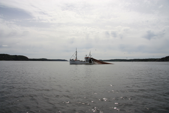 Marine Stewardship Council söker vikarierande verksamhetschef