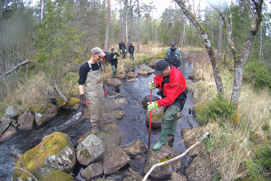 Öring återintroduceras i Kronoberg