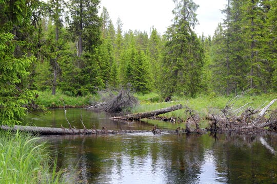 Sportfiskarna med i forskningsprojekt om framtidens skog