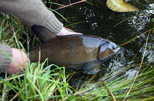 Ny fiskeregel för Mörtsjön ska skydda sutarna