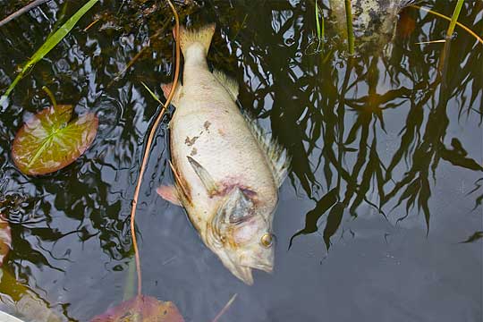 Fiskdöden i Mönsterås fortsätter förbrylla