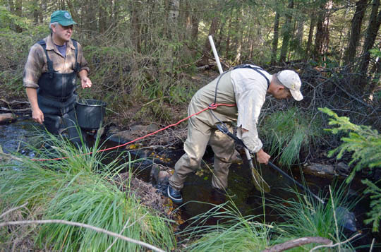 Sportfiskarna Region Väst elfiskar