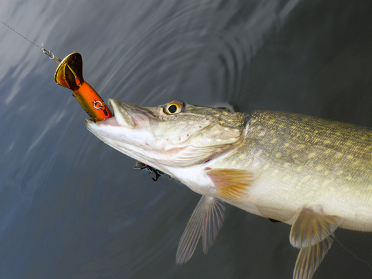 Kvicksilver i fisk bör kartläggas bättre