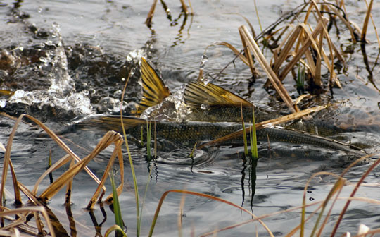 Rovfiskprojektet på Naturmorgon