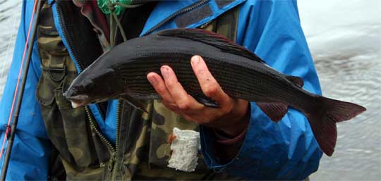 Regleringar av nätfisket gynnar kustharr i Norrbotten