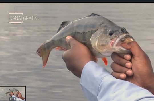 Följ Fina Fisken TV på YouTube