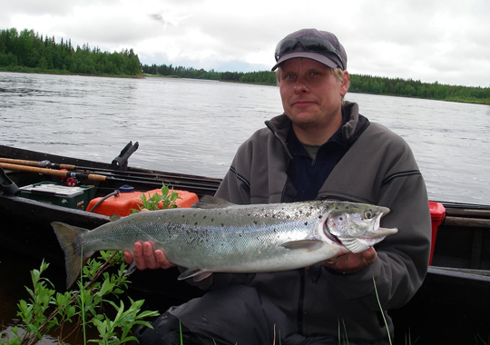 100 000 laxar har gått upp i Torneälven!