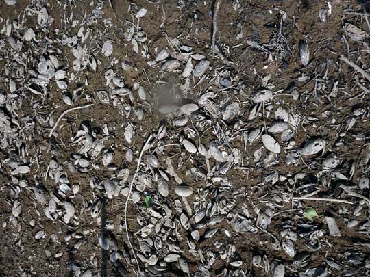 Rent slarv bakom massdöd av musslor i Emån