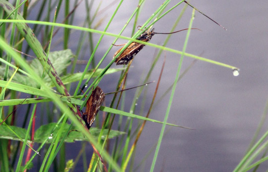 Utrotning av insekter påverkar vattendrag