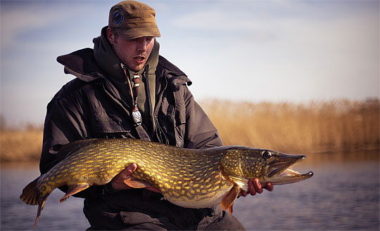 Följ Olof Engstedt på gädd- och muskieresa till Kanada!