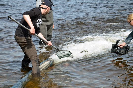 Fångstdataprojekt ger mer öring i Vänern
