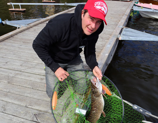 Gäddor samlas in för provtagning