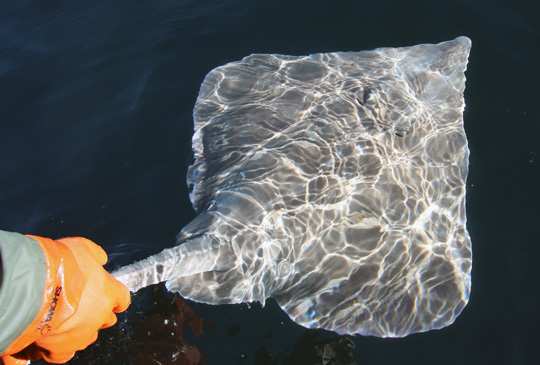 Fiskeregleringar på Bratten drabbar sportfisket