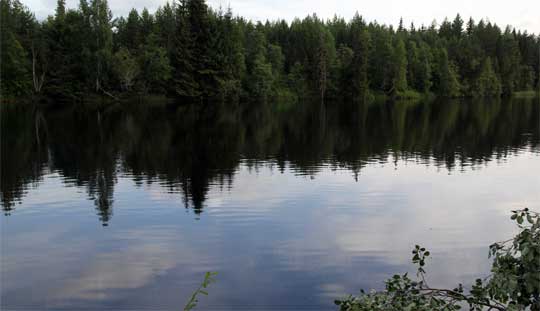 Skogsgödsling måste ta hänsyn till vattenmiljön