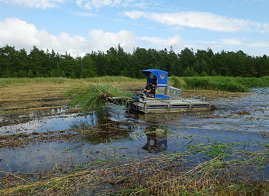 Restaurering av strandängar gynnar gäddan