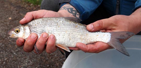 Sportfiskarna deltar på Naturmorgon