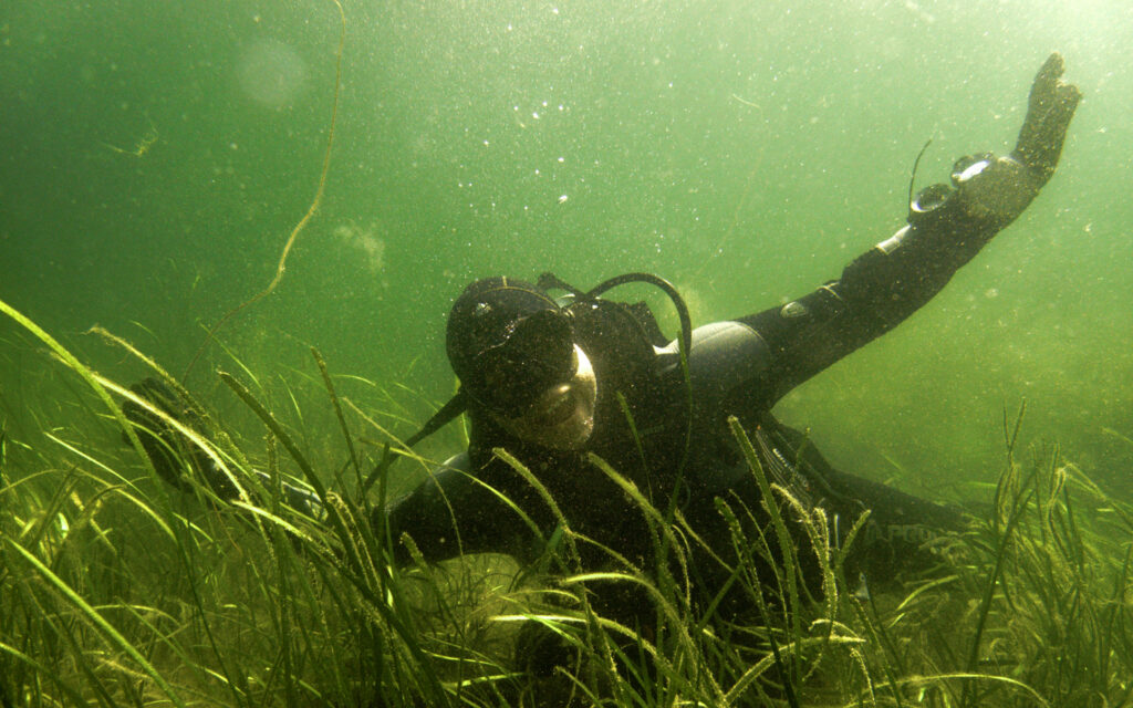 Dykare vid en ålgräsäng.